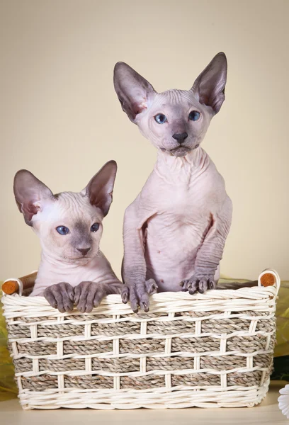 Sphynx kittenSphynx kedi yavrusu — Stok fotoğraf