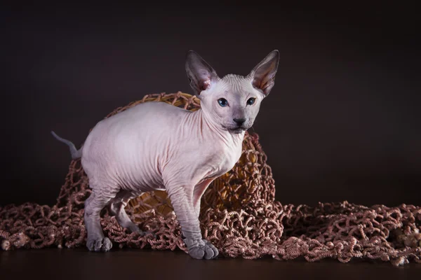 Sphynx kitten — Stock Photo, Image