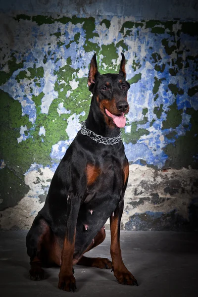 Retrato de perro doberman — Foto de Stock