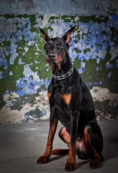 Retrato do cão doberman — Fotografia de Stock