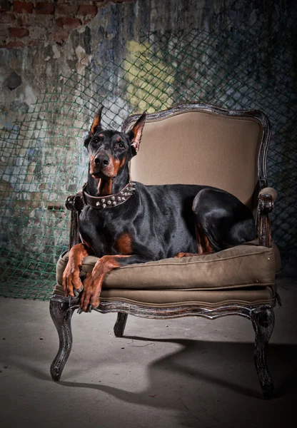 Dobrman pes portrét — Stock fotografie