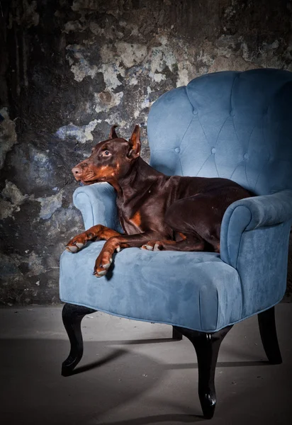 Doberman cane ritratto — Foto Stock