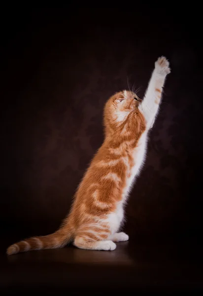 Schottische Jungtiere — Stockfoto