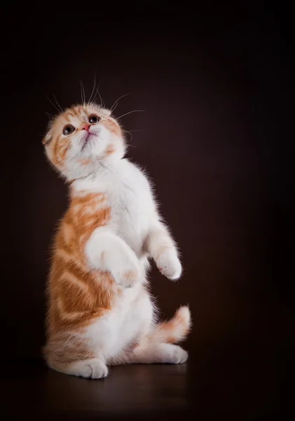 Scottish kittens — Stock Photo, Image