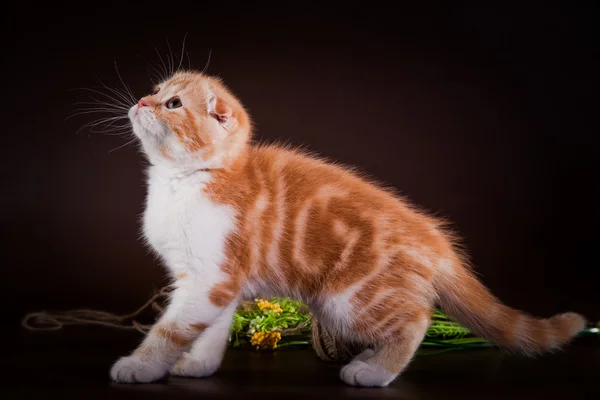 Scottish kittens — Stock Photo, Image