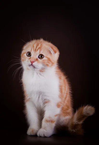 Scottish kittens — Stock Photo, Image