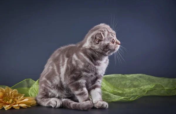 İskoç yavru kedi — Stok fotoğraf
