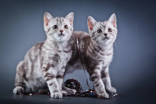 Schottische Jungtiere — Stockfoto