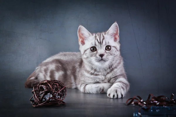 Scottish kittens — Stock Photo, Image