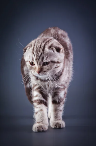 Gatinhos escoceses — Fotografia de Stock