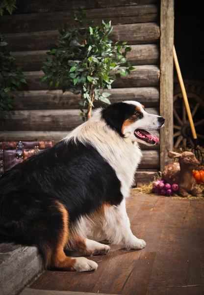 Raça cão pastor australiano — Fotografia de Stock