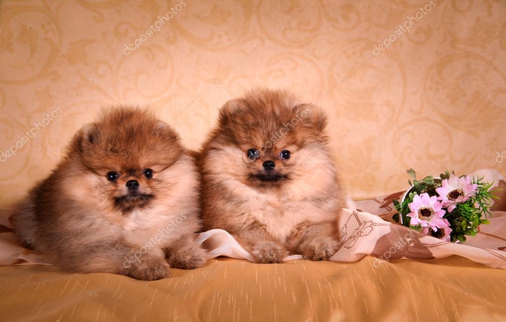 Adorable Perro Pomerania Aleman