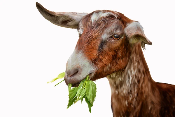 Drawing goats, portrait — Stock Photo, Image