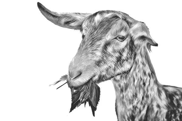 Малювання кіз, портрет — стокове фото