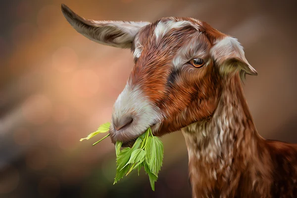 Dibujo de cabras, retrato — Foto de Stock