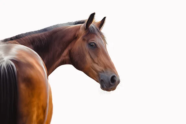 Dibujo de un caballo, retrato — Foto de Stock