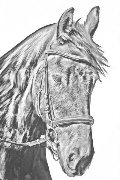 Tekening van een paard, portret, — Stockfoto