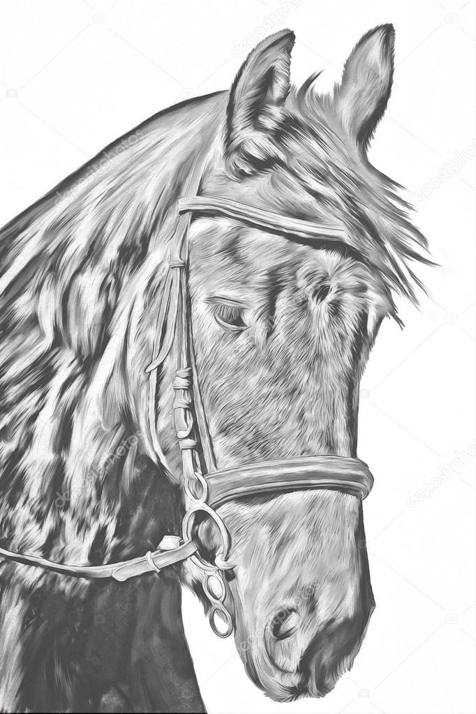 Fotos de Cavalo desenho, Imagens de Cavalo desenho sem royalties