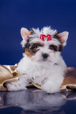 Yorkshire Terrier köpeği.