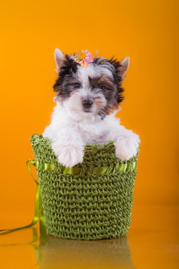 Yorkshire Terrier köpeği.