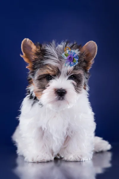 Cãozinho bonito em um fundo colorido — Fotografia de Stock