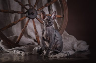Sphynx kittenSphynx kedi yavrusu