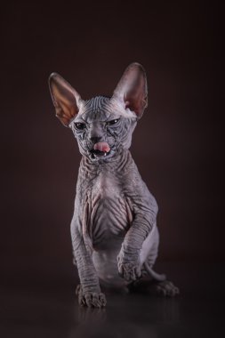 Sphynx kittenSphynx kedi yavrusu