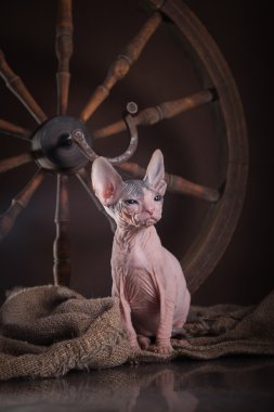 Sphynx kittenSphynx kedi yavrusu