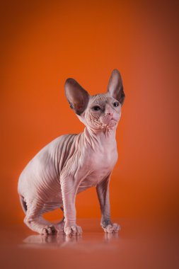 Sphynx kittenSphynx kedi yavrusu