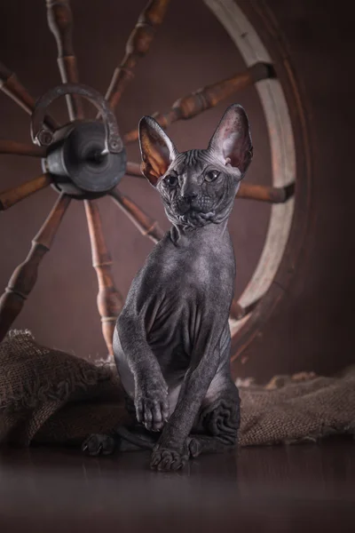 Sphynx kittenSphynx kedi yavrusu — Stockfoto