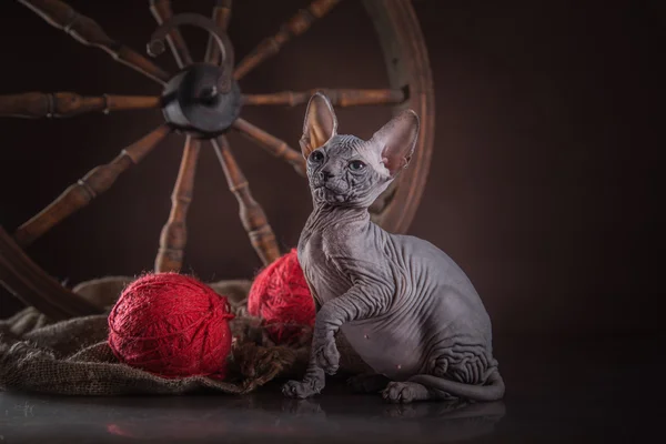 Sphynx kittenSphynx kedi yavrusu — Stockfoto