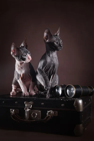 Sphynx kitten — Stock Photo, Image