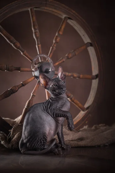 Sphynx kitten — Stock Photo, Image