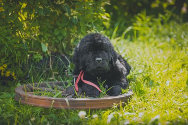köpek breedbig siyah newfoundland, köpek yavrusu