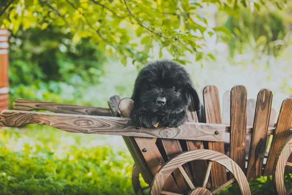 Köpek breedbig siyah newfoundland, köpek yavrusu — Stok fotoğraf