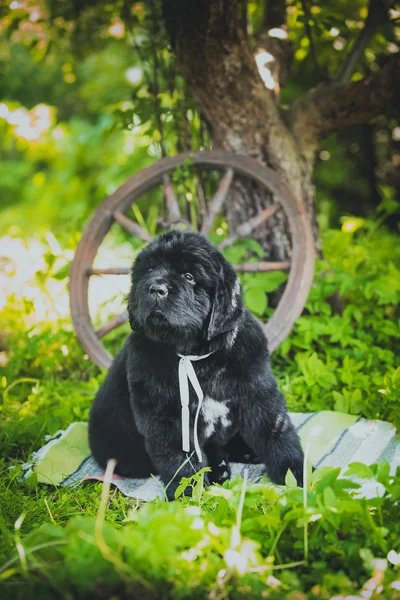 Perro crianza grande negro Terranova, cachorro — Foto de Stock