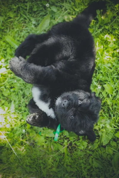 Kutya breedbig, fekete j-Fundland, kiskutya — Stock Fotó