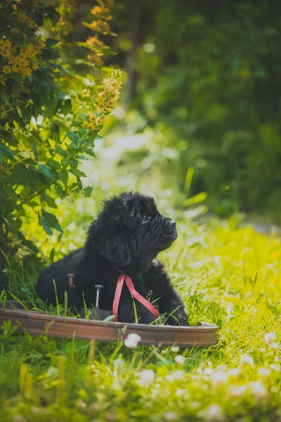 Köpek breedbig siyah newfoundland, köpek yavrusu — Stok fotoğraf