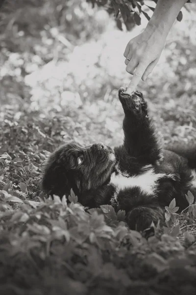 Perro crianza grande negro Terranova, cachorro — Foto de Stock