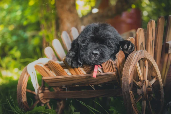 Dog breedbig black Newfoundland,puppy — Stock Photo, Image