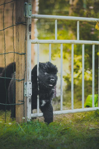 犬 breedbig 黒ニューファウンドランド、子犬 — ストック写真