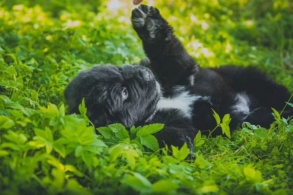 Perro crianza grande negro Terranova, cachorro —  Fotos de Stock
