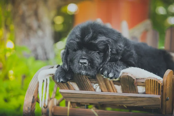 Νέα γη breedbig μαύρο σκυλί, κουτάβι — Φωτογραφία Αρχείου