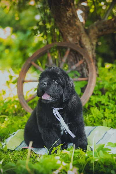 Perro crianza grande negro Terranova, cachorro — Foto de Stock