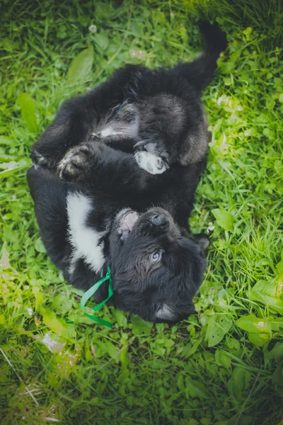 Hond breedbig zwarte newfoundland, puppy — Stockfoto
