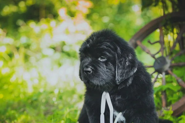 Cane razza grande nero Terranova, cucciolo — Foto Stock