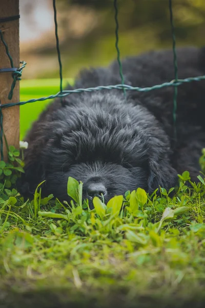 Hond breedbig zwarte newfoundland, puppy — Stockfoto