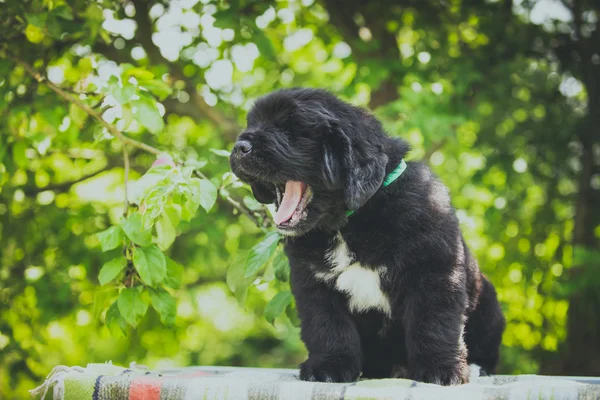 Perro crianza grande negro Terranova, cachorro — Foto de Stock