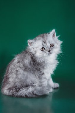 İskoç yavru kedi, kedi soyu