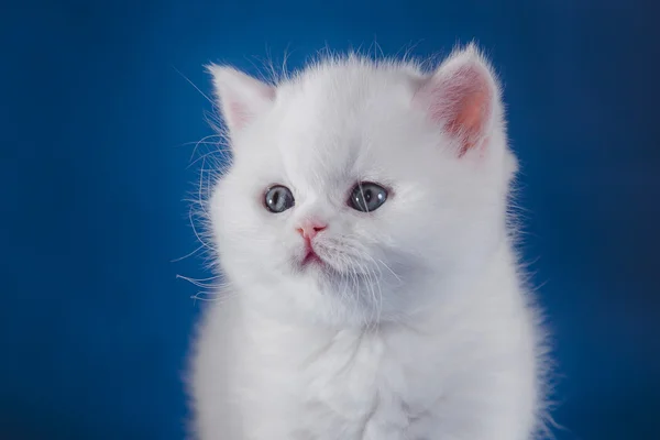 Scottish kitten, pedigreed cat — Stock Photo, Image